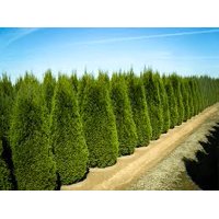 Emerald Green Arborvitae, 4 Separate Plants in 4 Separate Pots, 6-14 inches Tall