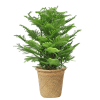 Costa Farms Live Indoor 3ft. Tall Green Norfolk Island Pine Tree, Indirect Sunlight, in 10in. Decor Pot