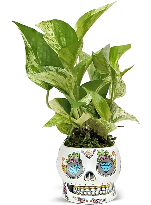 Live Marble Queen Pothos, Trailing Potted House Plant, Housewarming Gift, Office Plant, Best Friend Funny Gift, Couples Gift, Thank You Doctor Gift in 4" Ceramic Skull
