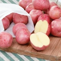 Van Zyverden Seed Potato Red Norland Dormant Tuber GMO Free, Full Sun; 6+ hrs Red