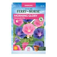 Ferry-Morse Mammoth Mix Morning Glory Seeds - Since 1856, Non-GMO, Guaranteed Fresh, Annual Flower Gardening Seeds