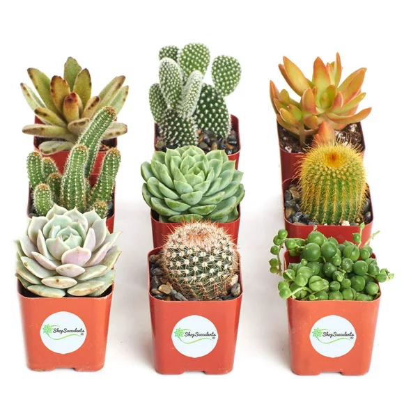 Home Botanicals Cactus and Succulent (Collection of 9)