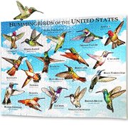 Bird Puzzles for Adults 1000 Piece Hummingbird Audubon Jigsaw Puzzles 1000 Pieces for Bird Lovers Hummingbird in America USA United States Collage Puzzle Poster Gift for Puzzle Lovers