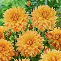 Van Zyverden Dahlia Ben Huston Dormant Flower Bulb Full Sun; 6+ hrs, Orange