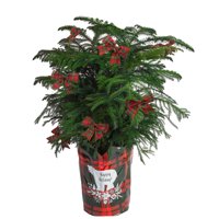 Costa Farms Live Indoor 36in. Tall Green Holiday Norfolk Island Pine; Bright, Direct Sunlight Plant in 10in. Pot Cover