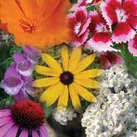 All Perennial Flower & Wildflower Mix - 7 Grams - Covers ~50 Sq. Ft. Non-GMO, Open Pollinated Flower Gardening Seeds