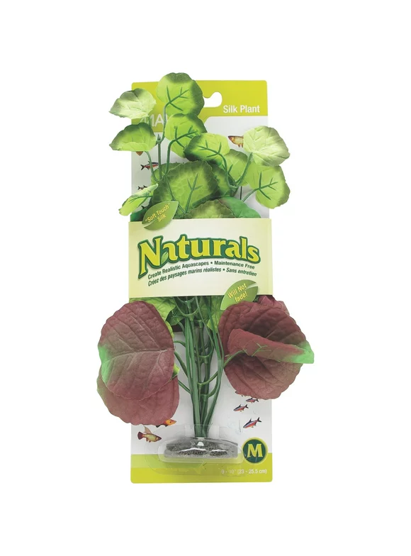Marina Naturals Pennywort Silk Plant, Medium
