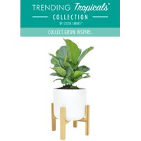 Costa Farms Live Indoor 24in. Tall Green Trending Tropicals Little Fiddle Leaf Fig; Bright, Indirect Sunlight Plant in 6in. Ceramic Planter