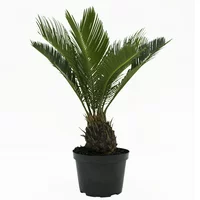 Costa Farms Live Indoor 12in. Tall Green Sago Palm Tree, Full Sun, Plant in 6in. Grower Pot