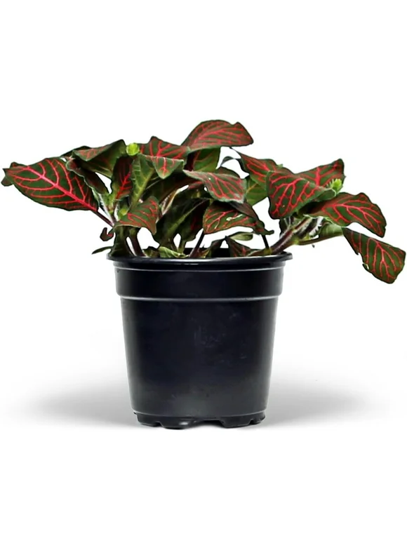 Live Red Fittonia Albivenis, Nerve Plant, Mosaic Plant, Net Plant, Christmas Gift for Co-Worker, Housewarming Couples Gift, Gardener Gift, Gandma Gift, Office Plant in 4" Pot
