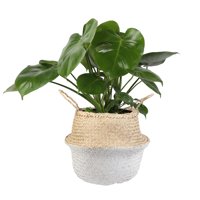 Costa Farms Live Indoor 24in. Tall Green Seagrass Basket Monstera; Medium, Indirect Light Plant in 10in. Seagrass Planter
