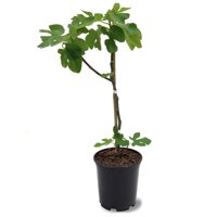 Simpson Nurseries 12" Green Fig Live Plant with Pot