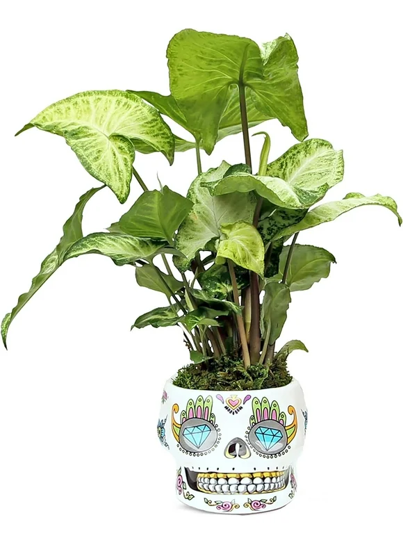 Live White Butterfly Syngonium Arrowhead, Air Purifying Houseplant, Sympathy Gift, Funny Doctor Gift, Couples Gift Christmas, New Nurse Gift in 4" Ceramic Skull