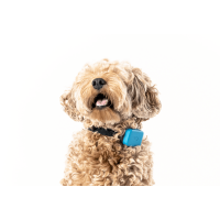 Whistle GO / Health & Location Pet Tracker