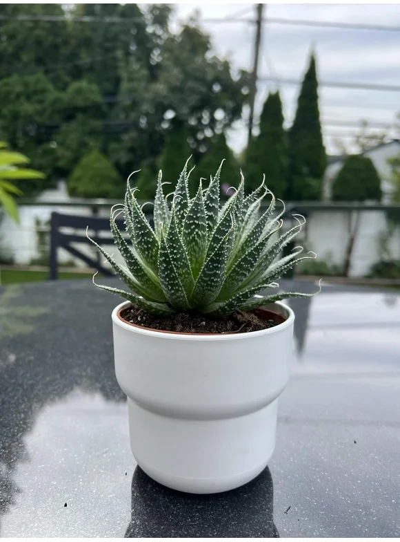 Aloe Aristata "Lace Aloe" Live Plant - Unique Houseplants for Easy Indoor Gardens & Home Decor Gifts - Potted Tiny Houseplants
