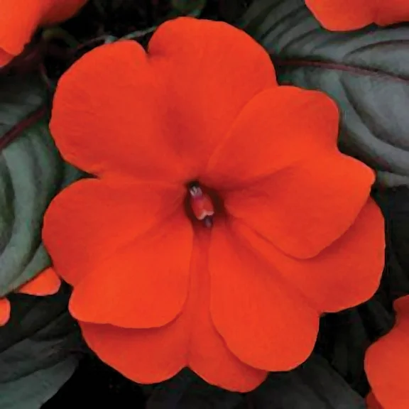 "JD SON SEEDS COMPANY" Add Vibrant Orange Charm with 100 Impatiens Walleriana Flower Seeds