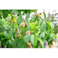 4-5ft. Flordaking Peach Tree - Heavy Producer of Fruit