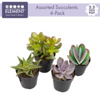 Element by Altman Plants 2.5IN Assorted Succulents Plants (4-Pack)