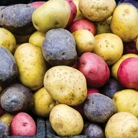 Van Zyverden Seed Potato Harvest Blend Dormant Tuber Full Sun; 6+ hrs, Multi-Color
