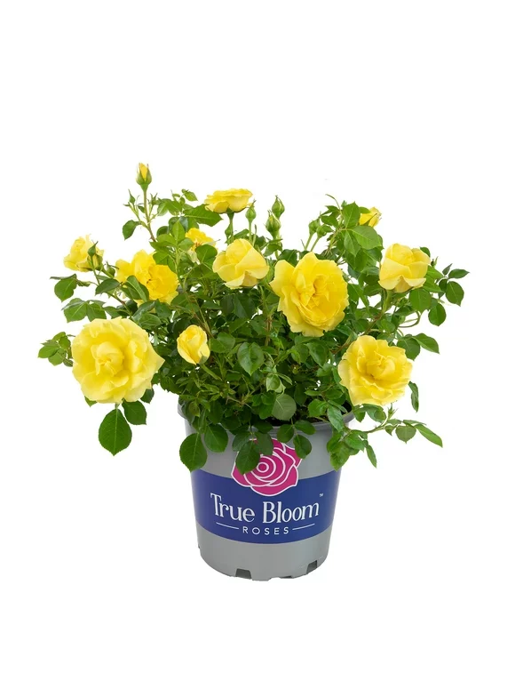 True Bloom by Altman Plants 8QT True Friendship Yellow Rose Live Plant