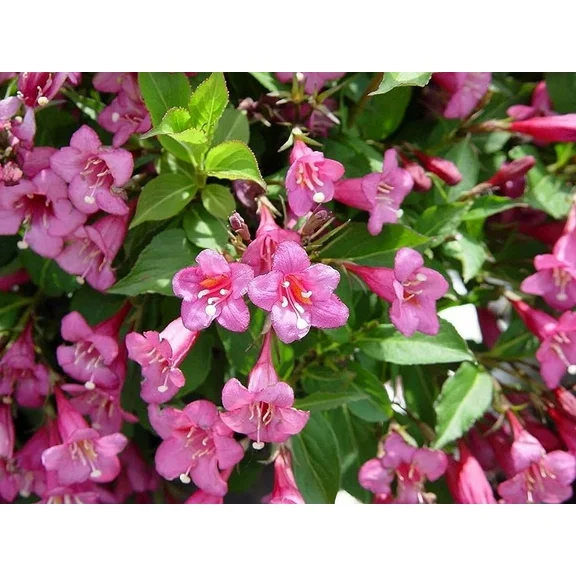 "JD SON SEEDS COMPANY" Cultivate Elegance with 75 Old Fashioned Weigela Florida Flower Seeds for Your Garden