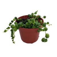 String of Pearls - Senecio rowleyanus - Easy to Grow Succulent Plant - 2.5" Pot