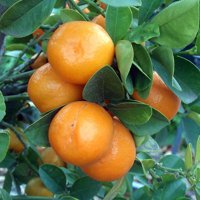 Centennial Kumquat Tree-Fruiting Size - 5" Pot- No Ship to TX, FL, AZ, CA, LA,HI