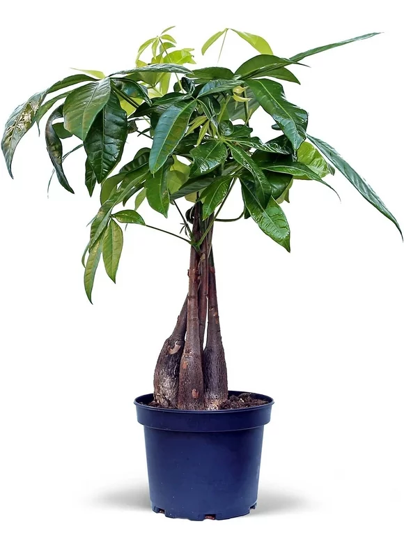 Live Money Tree, Pachira Aquatica, Large Plant, Good Luck Tree, Couples Gift, Housewarming Gift, Father's Day Gift, Indoor Plant in 6" Pot