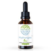 Hydrangea Alcohol-FREE Herbal Extract Tincture, Super-Concentrated Organic Hydrangea (Hydrangea arborescens) Dried Root 2 oz
