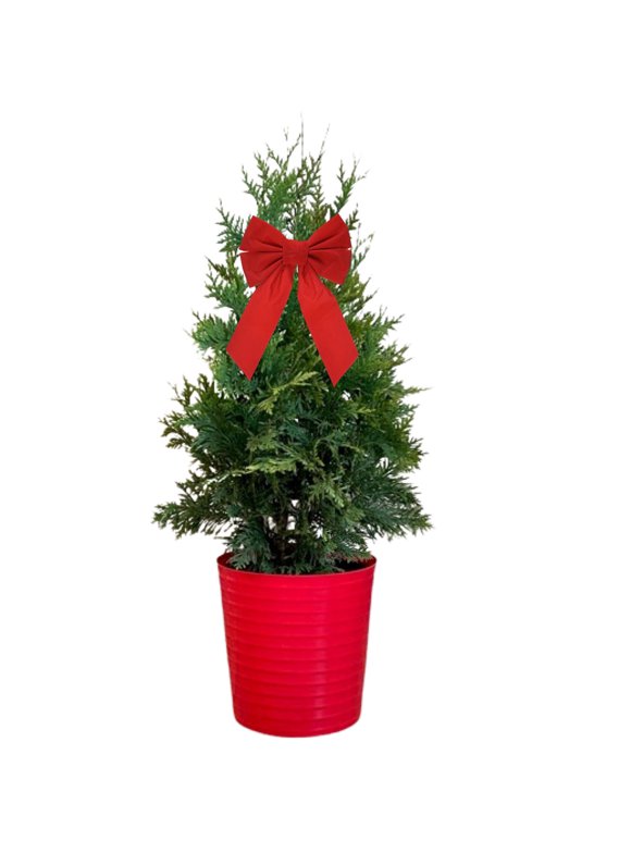 Live Christmas Arborvitae Green Giant Cypress in Decorative Holiday Red Pot (3 Gallon)