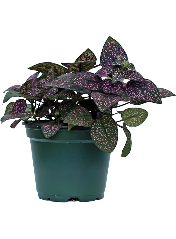 Live Pink Hypoestes, Polka Dot Plant, Variegated Houseplant, Office Gift for Co-Worker, Family Christmas Gift, Housewarming Gift for The Home, Couples Gift, Fully Rooted Indoor Plant in 4" Pot
