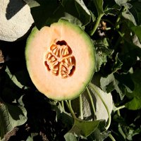 Cantaloupe Melon Garden Seeds - Athena Hybrid - 100 Seeds - Non-GMO, Vegetable Gardening Seeds - Fruit