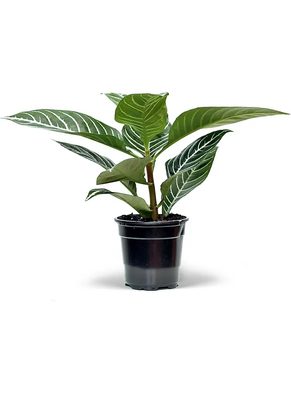 Live Aphelandra, Zebra Plant, Fully Rooted Houseplant, Indoor Air Purifier, Christmas Gift, Valentine's Gift, Office Gift for Co-Worker, Plant Lover Gift, Gardening Gift for Him in 4" Pot