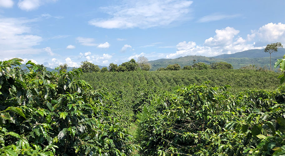 Support with a sip. Our roast-to-order program advocates environmentally responsible farming with its extensive Fair Trade & USDA Organic coffee selection, as well as Peruvian coffees that support local schools.