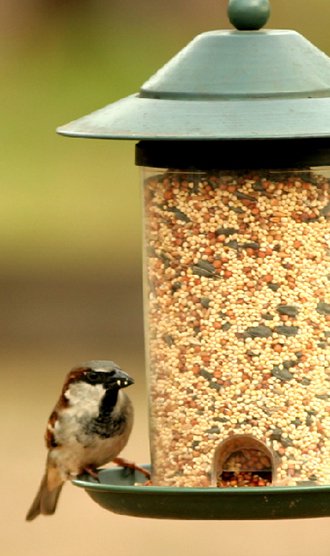 All about wild bird feed