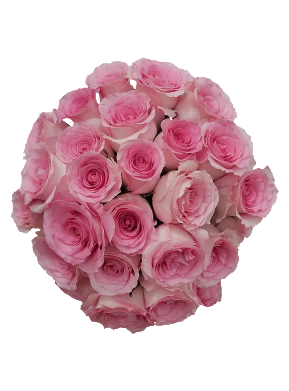 50 Stems of Light Pink Champagne Mandala Roses- Beautiful Fresh Cut Flowers- Express Delivery