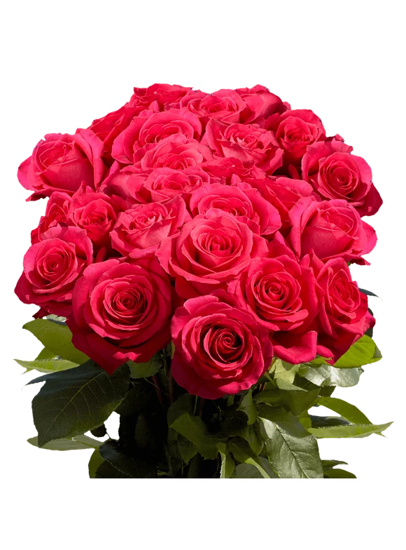 75 X Long Stems of Hot Pink Pink Floyd Roses- Beautiful Fresh Cut Flowers- Express Delivery