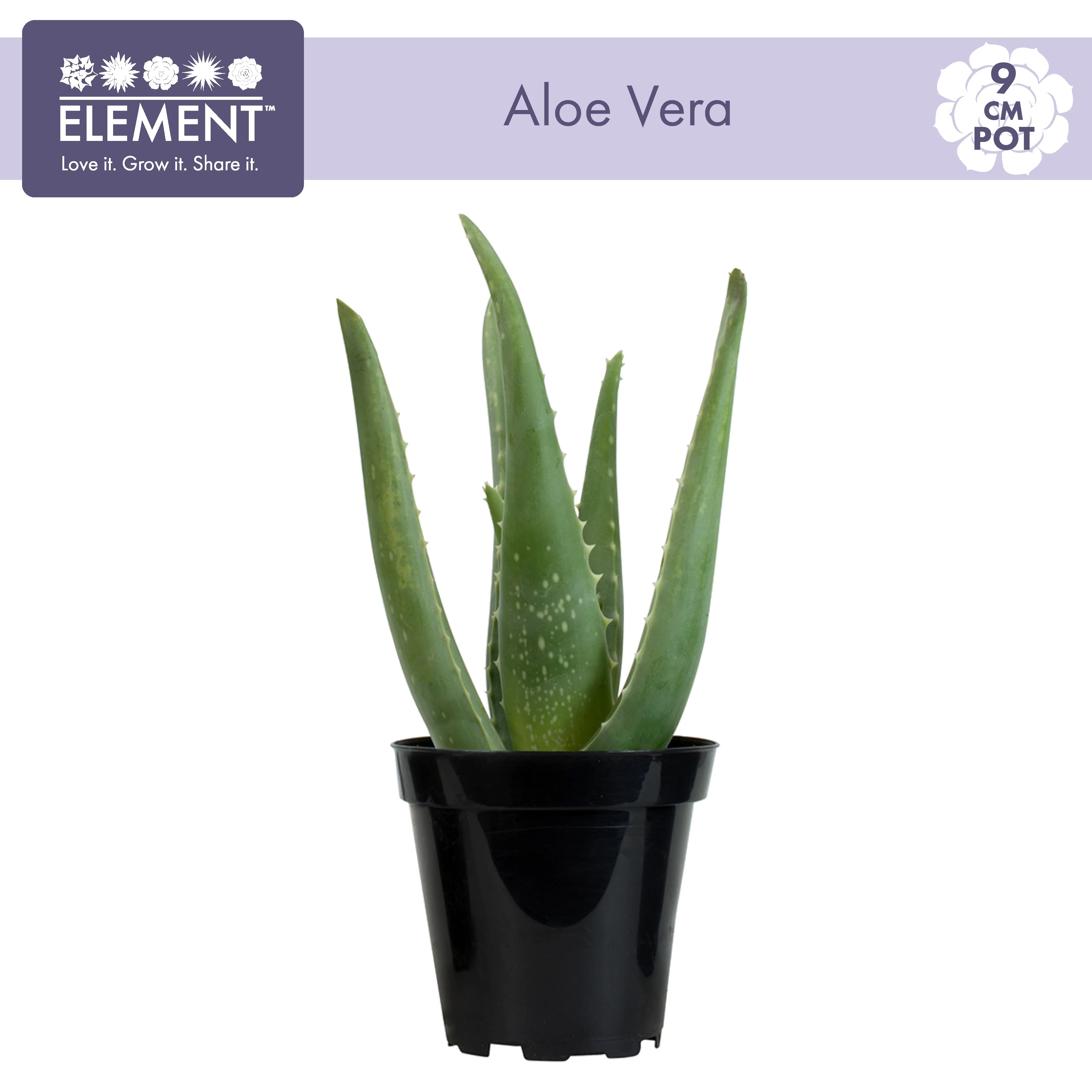 Element by Altman Plants Aloe Vera Succulent , Live Indoor House Plant with Grower Pot, 3.5 Inch